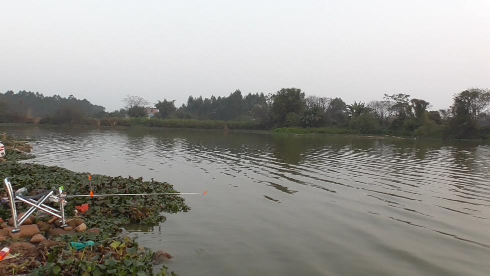 如何钓鲮鱼教你一招,钓鲮鱼饵料怎么搭配