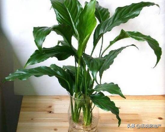 养好花六大关键十年养花经验总结,各种花卉养花技巧知识大全合集