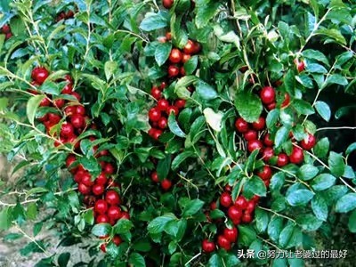 水果界的补钙之王钙果,钙果是什么水果