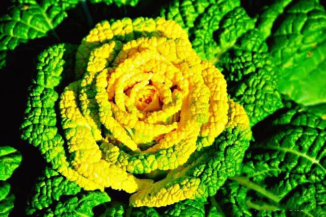 红玫瑰白菜,玫瑰花一样的白菜