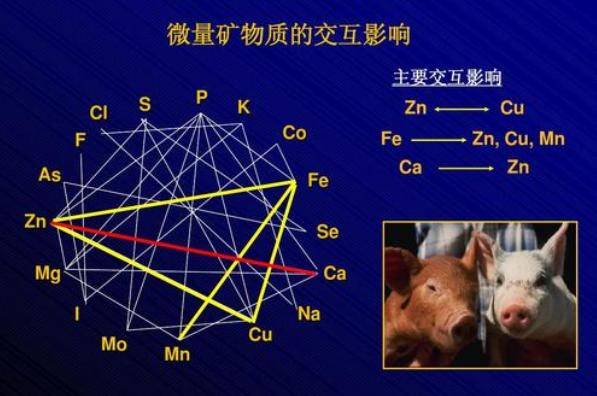 猪缺这8种微量元素危害大，很多养殖户忽视了，如何给猪补充？