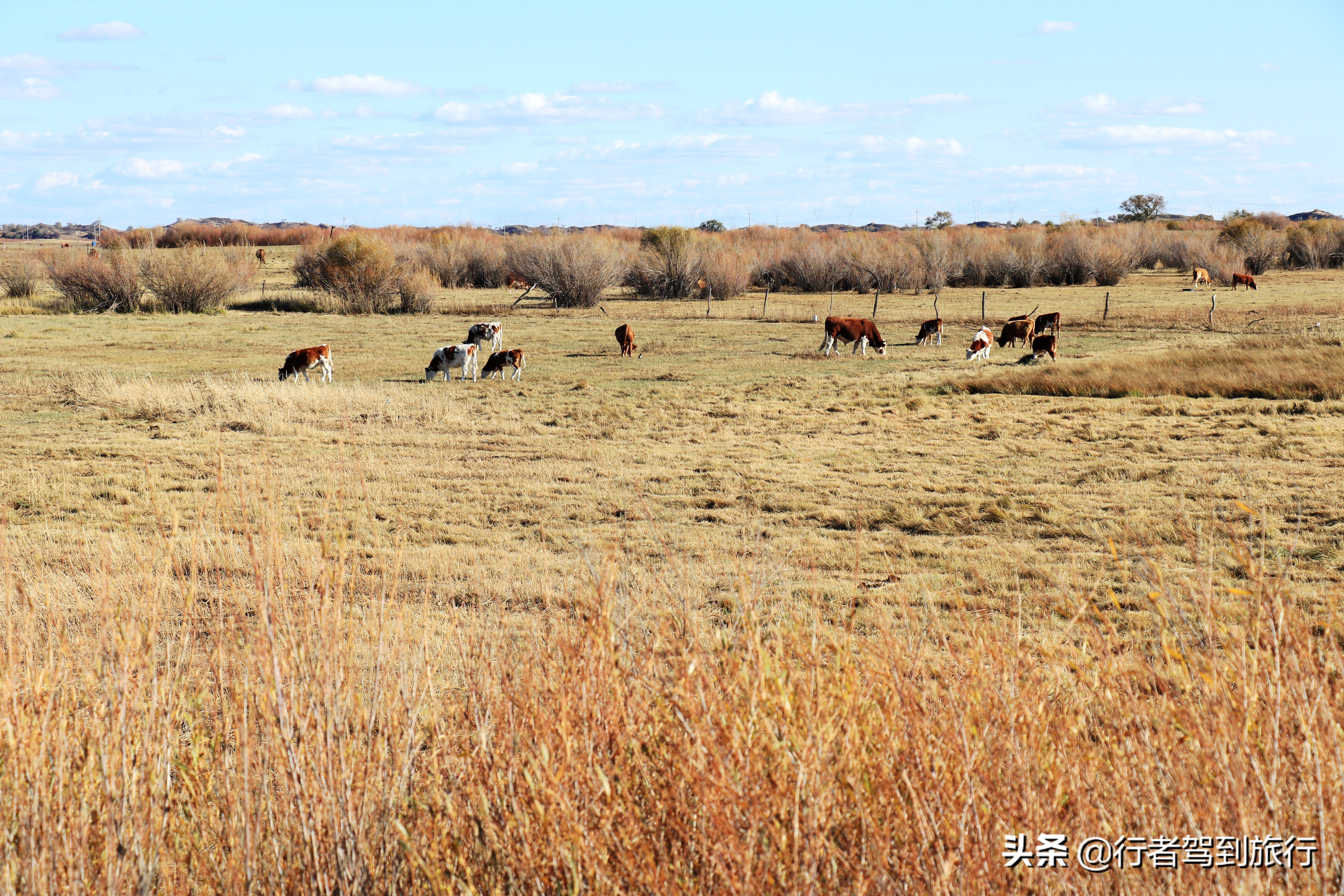 冬季克旗旅游自驾游攻略,克什克腾旗看秋色攻略
