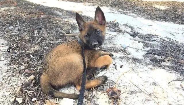饲养马犬幼犬应注意什么,马犬在家里院子养合适吗