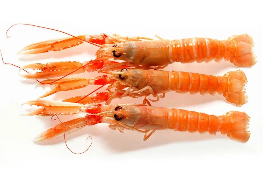 所有虾类哪种更好吃些图片,给你科普一下虾的种类