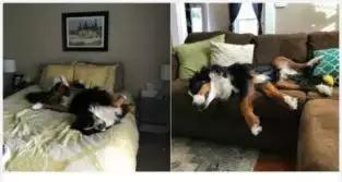 动物世界里最懒的动物是哪个,世上最懒的动物是猪