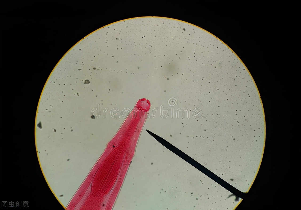 狗狗来完月经后又不吃饭什么原因,狗狗不想吃饭用什么药