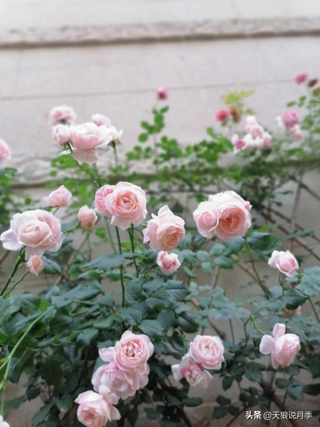 圆滚滚的绣球，瀑布般的花墙，这届花友也太会种花了吧