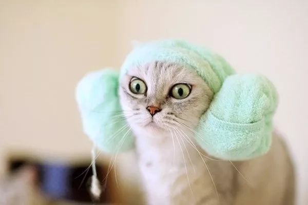 猫被主人摔脑袋眼睛瞎了,被猫咪抓了猫咪死了