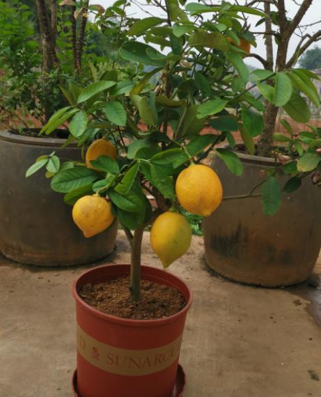 柠檬树不开花不结果要怎样养护呢,盆栽柠檬树果实长不大为什么