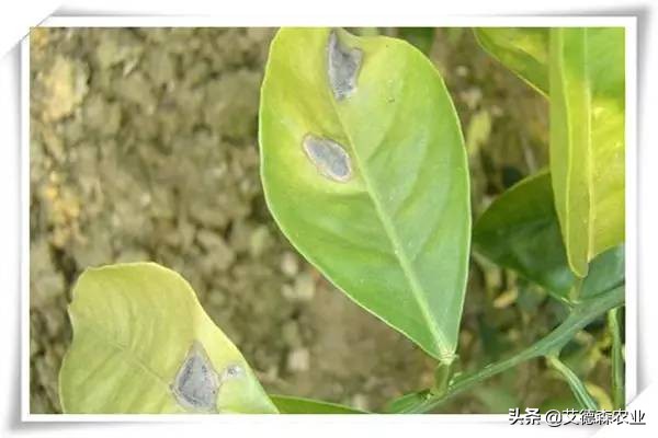 柑橘病虫害识别软件,天天学农柑橘病虫害