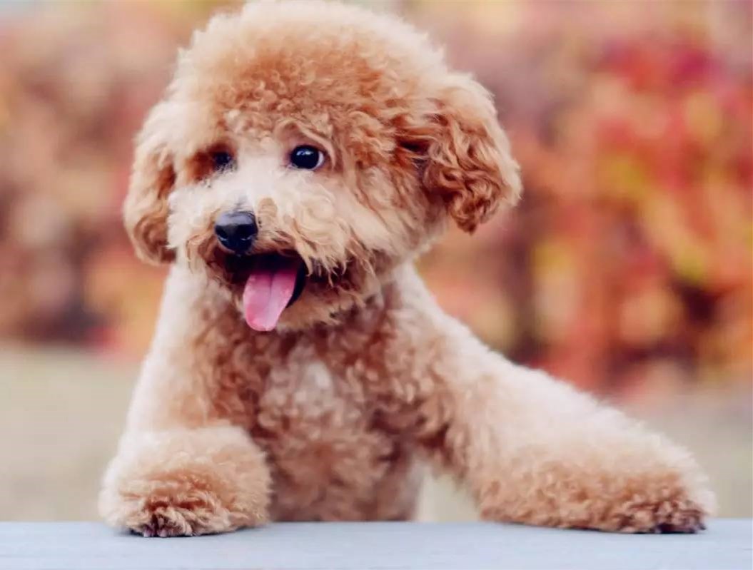 泰迪毛发枯燥,泰迪毛发不好该怎么改善