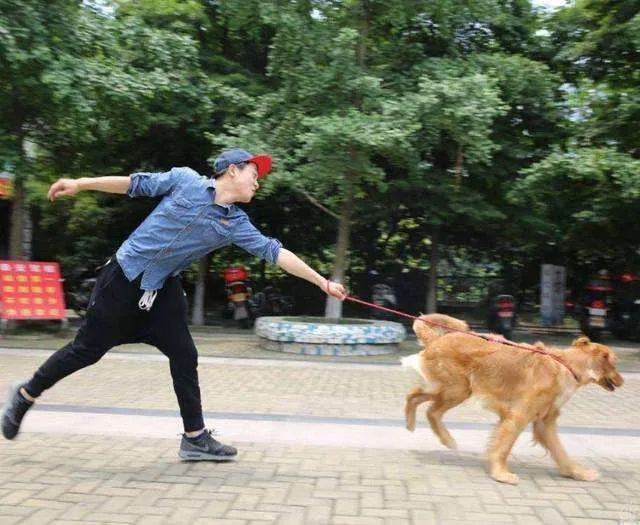 遛狗拉不住怎么办?遛狗时如何避免狗遛人和撒手没?