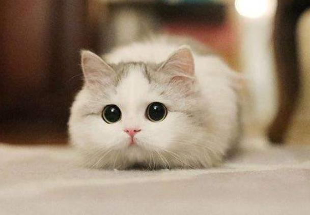 猫为什么一直看天花板害怕,猫对着天花板叫怎么回事