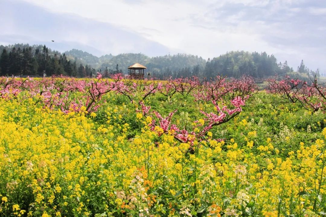 赏春图鉴丨赏花海、品清茶、尝美食...乌当百宜镇这条宝藏春游线路，就等你来打卡啦！