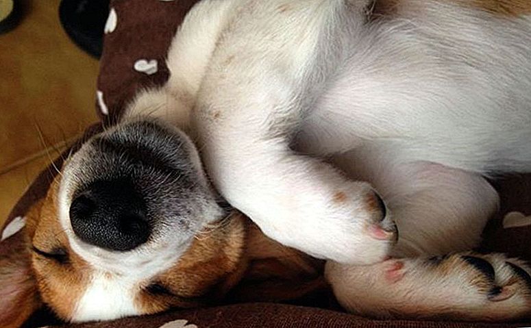 狗狗癫痫发作时的急救方法,狗狗癫痫好了以后注意什么