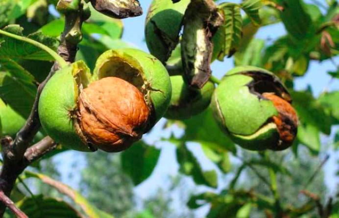 去青皮鲜嫩薄皮绿皮核桃,绿皮核桃去皮手发黑怎么快速处理