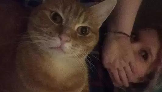 养一只猫结果养了一窝,网友养了两只兔子