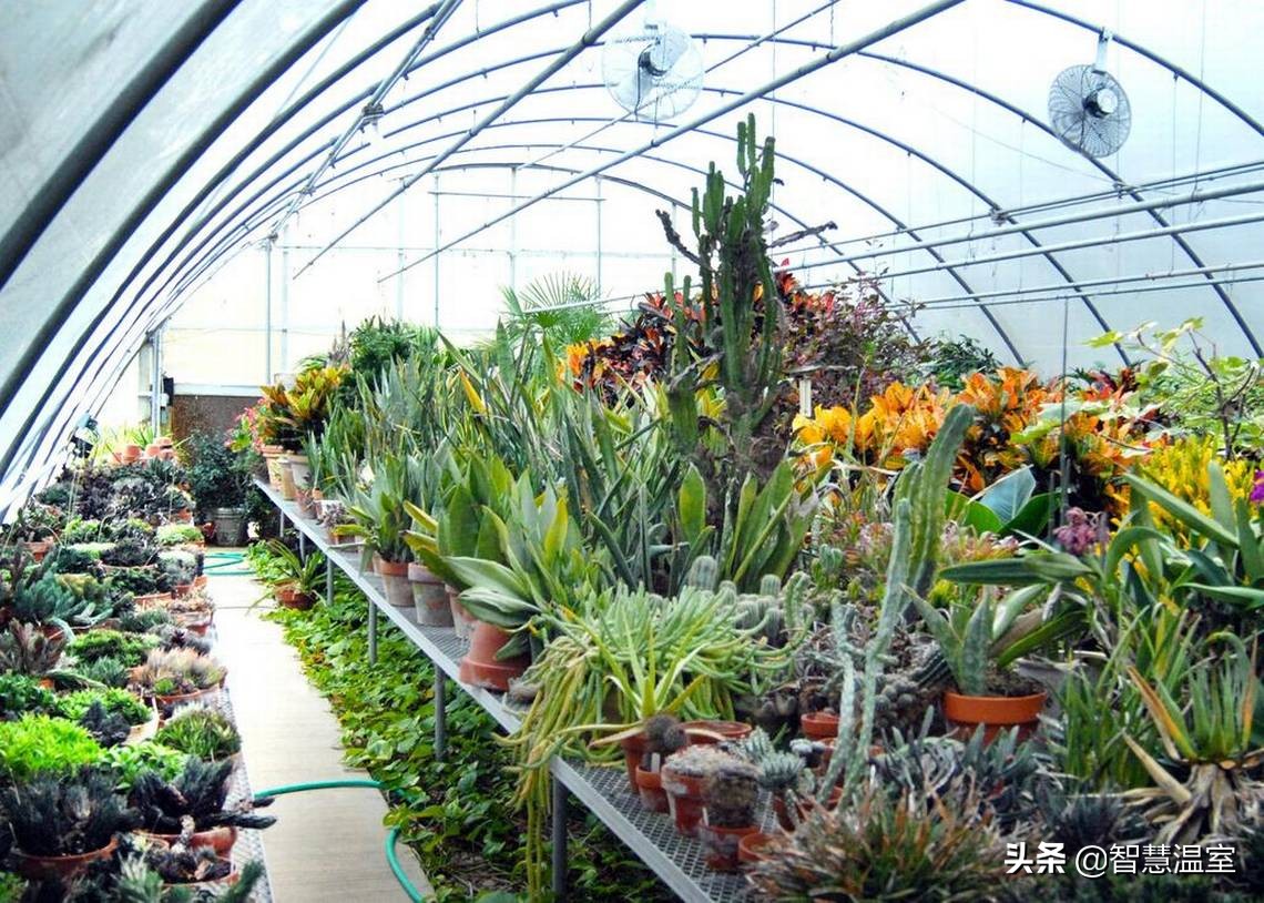 在这里玻璃温室和植物花卉才是标配，越来越受投资者的青睐