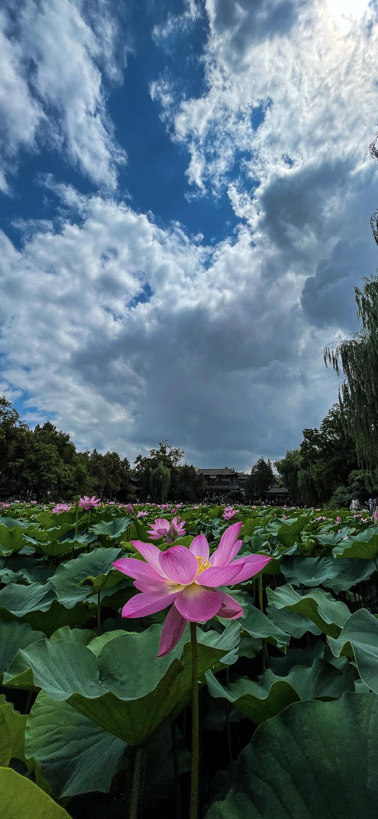 保定市古莲花池夜景,保定古莲花池美照