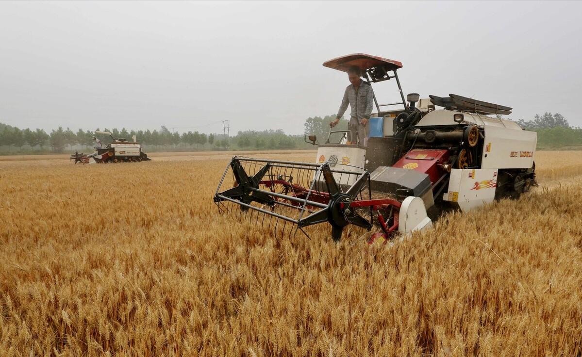 俄罗斯小麦和中国小麦哪个好,中国小麦和欧洲小麦区别