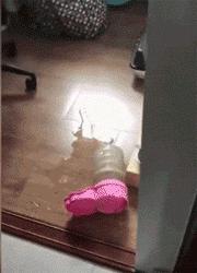 打猫可以纠正猫的坏行为吗,猫犯错了可以关起来吗