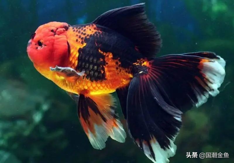 昨日,国潮金鱼在于山状元峰为中高考学子打call!