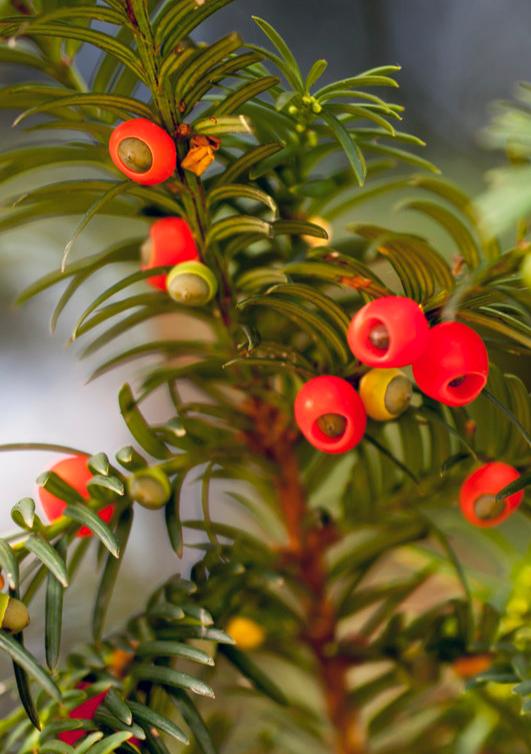 红豆杉果实能不能吃,红豆杉果实能吃吗吃了有什么作用