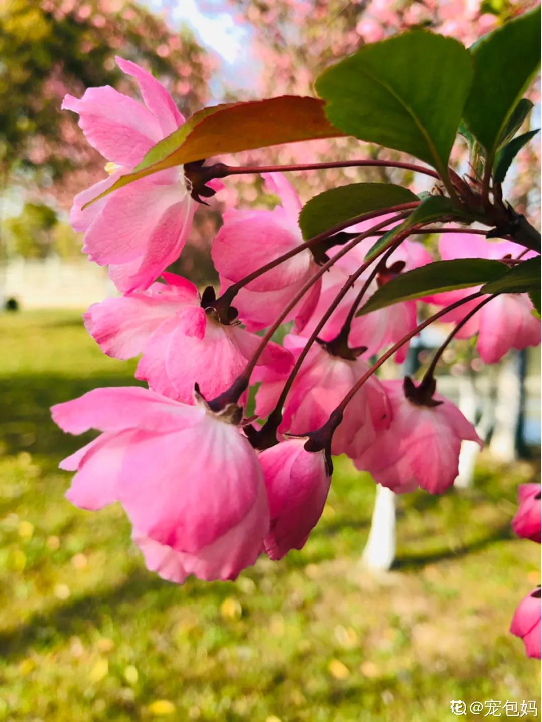 春天开的花有哪些常见又漂亮,十大名花在春天开的有哪些
