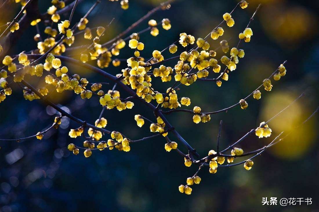 腊梅的种类及图片大全,蜡梅为什么叫蜡梅呢