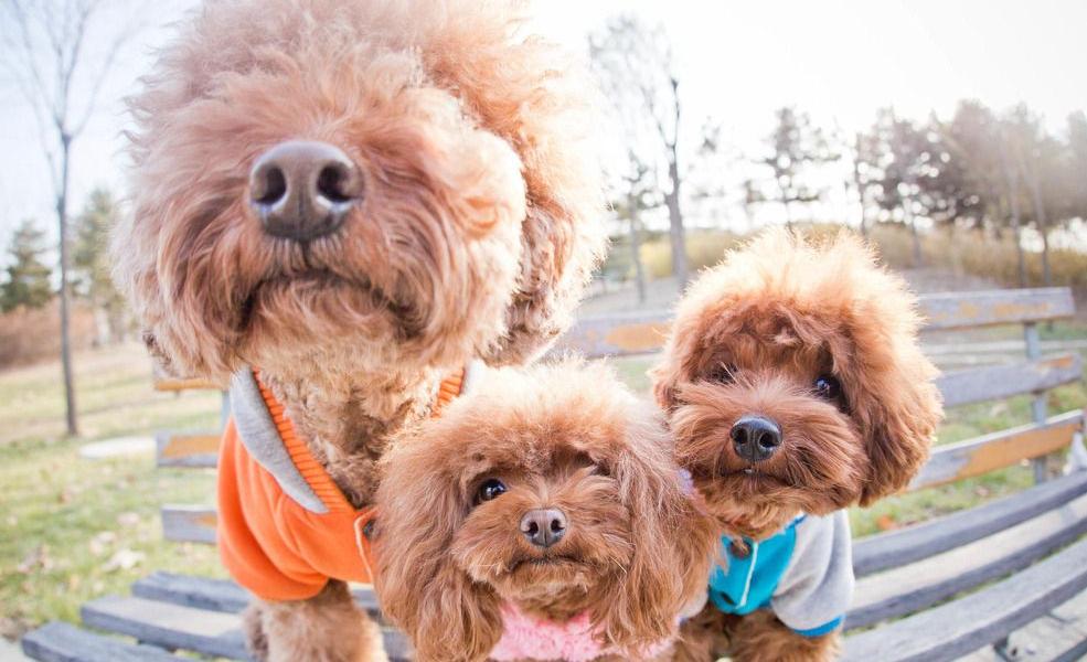 泰迪幼犬换牙注意事项,泰迪犬换牙吃硬狗粮能咬动吗