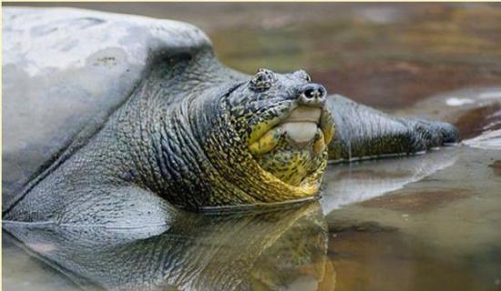 比熊猫还稀有的动物，全球仅剩三只，人工繁殖困难重重