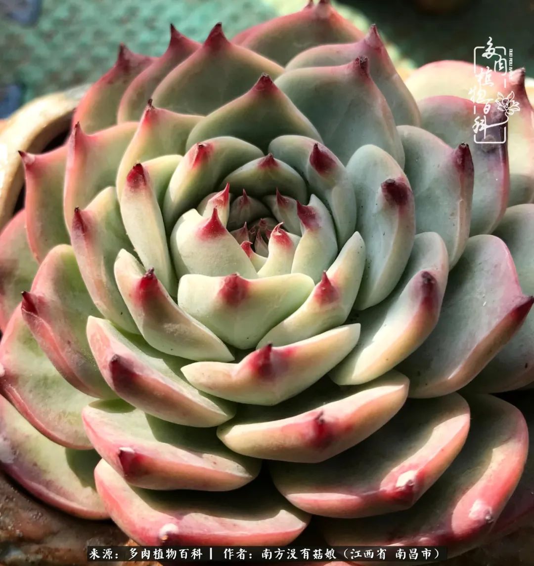 既见云胡不喜,既见君子云胡不喜毛笔楷书