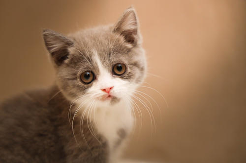 怎么样把受了惊吓的猫引出来,如何惊吓猫咪