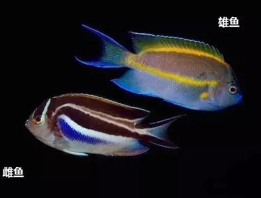 fot海水观赏鱼,fot鱼品种