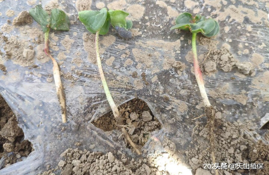 棉苗病害最佳治疗方法,棉苗药害死亡