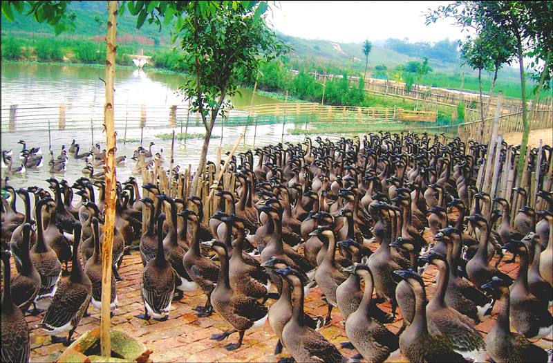 养殖乌鬃鹅每天的成本,大头鹅养殖技术大全