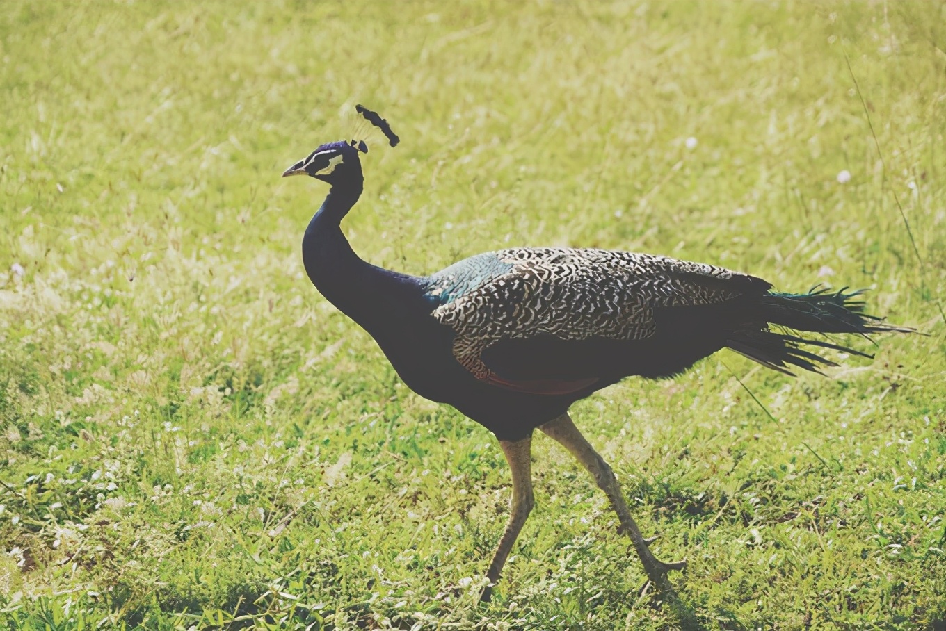 斯里兰卡攻略图片,攻略斯里兰卡旅游最省费用的路线