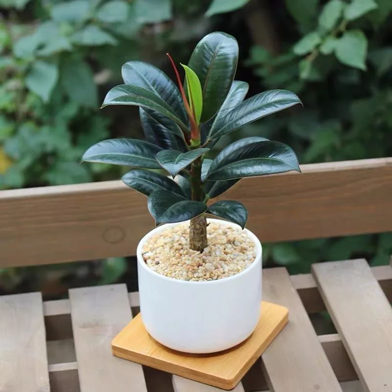 室内养的吸毒植物,20种吸毒花除甲醛