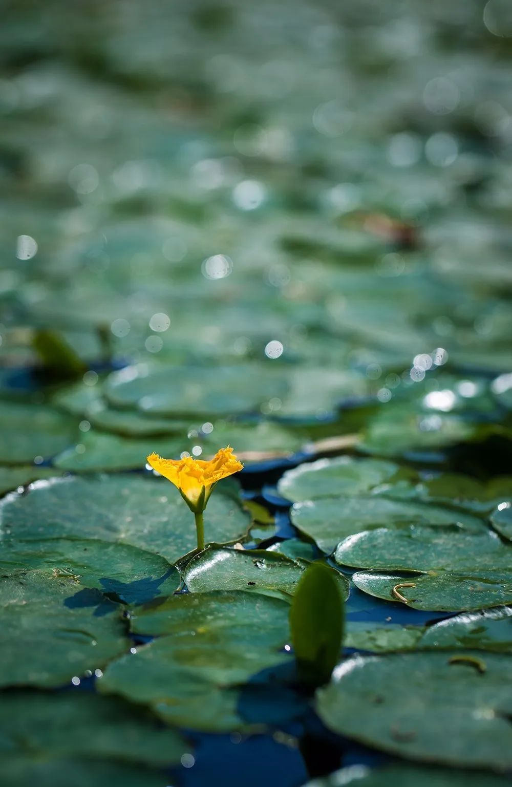 春日小野菜*戏调**指南
