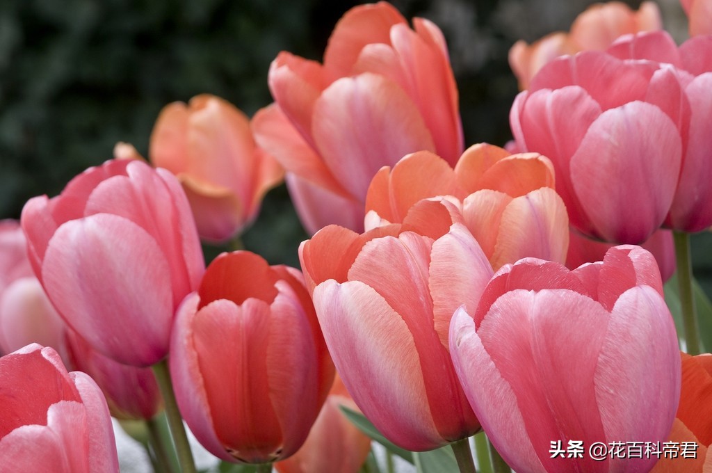 你知道各国的国花是什么,各个国家的国花介绍