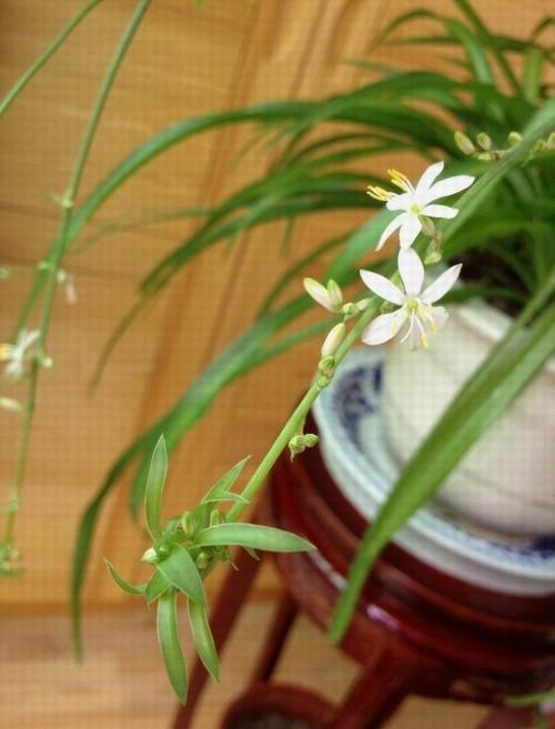 吊兰家养方法,吊兰怎么养才能长得快又茂盛