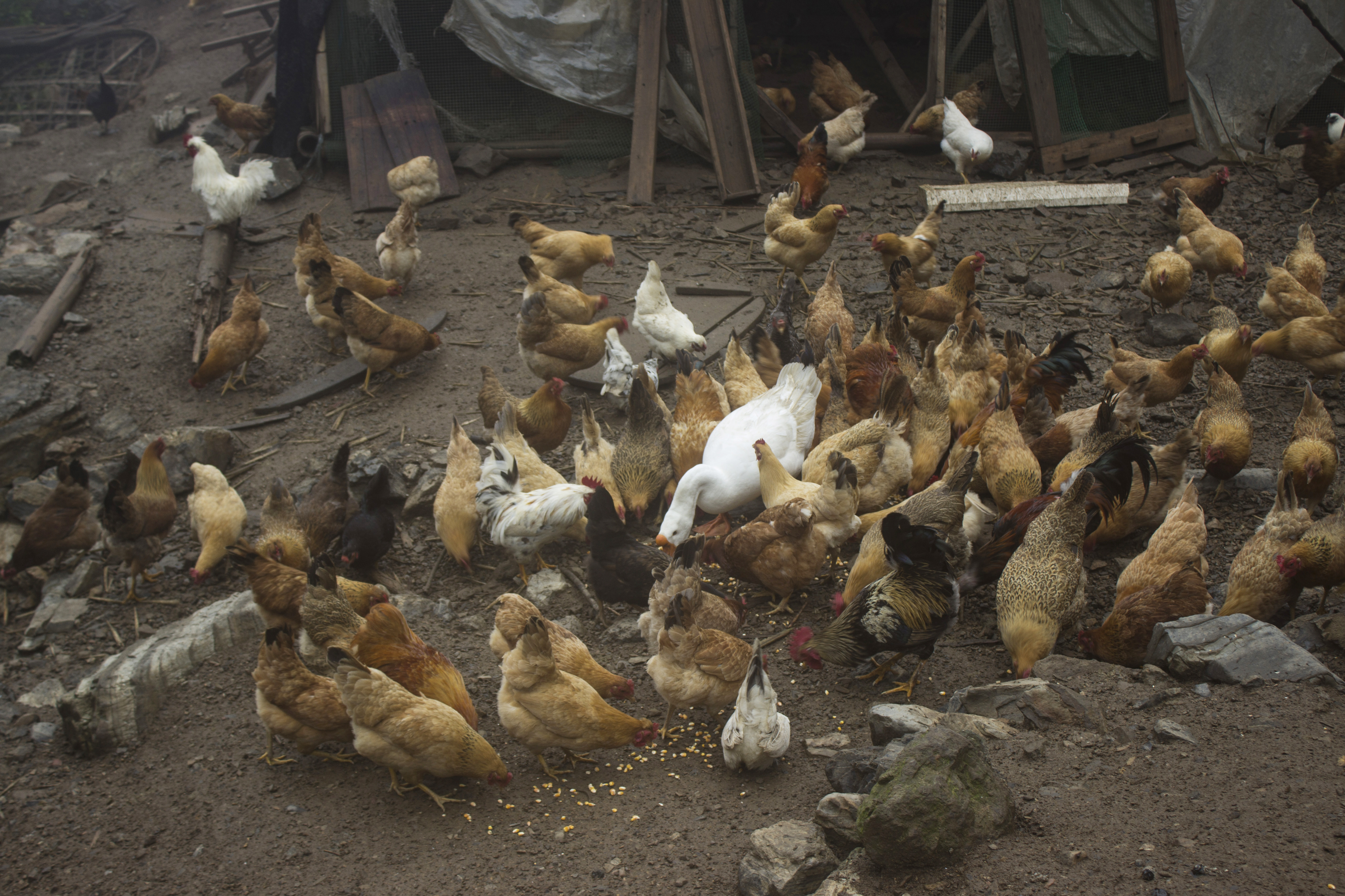 养殖2000只土鸡的成本与利润,养殖土鸡投资知识