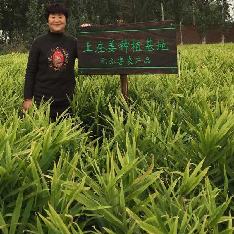 冬吃萝卜夏吃姜这个说法对吗,冬吃萝卜夏吃生姜对吗