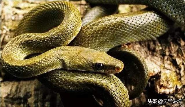 讲故事民间仙家的故事,关于民间立堂看事视频