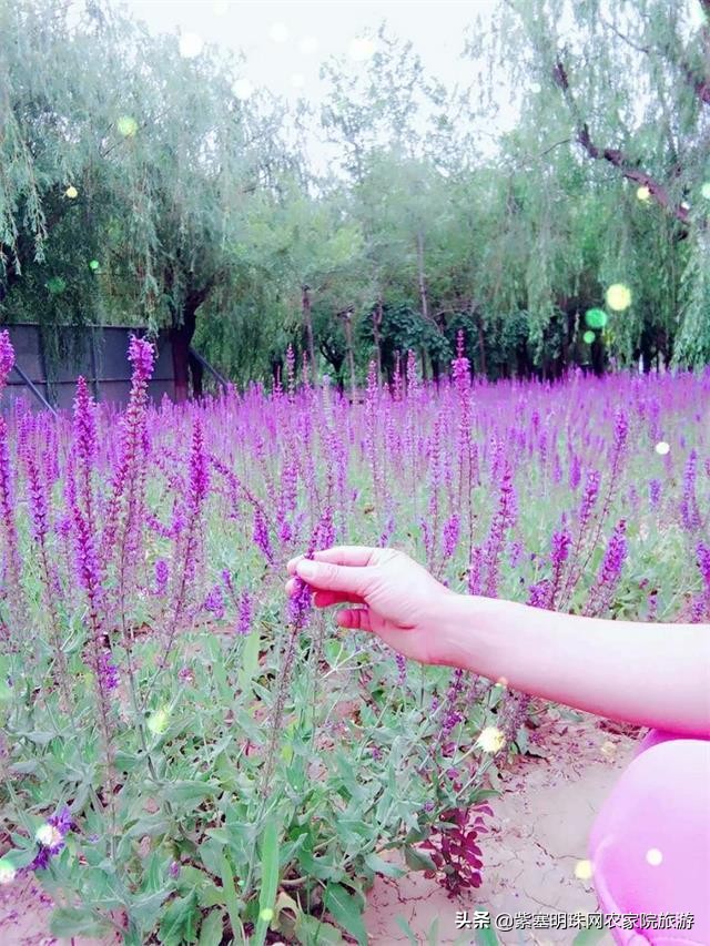 唐山月坨岛009号别墅农家院（原乐亭三岛幸福农家院）享休闲时光