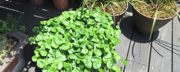 甲醛克星绿植推荐,吸甲醛绿植第一名