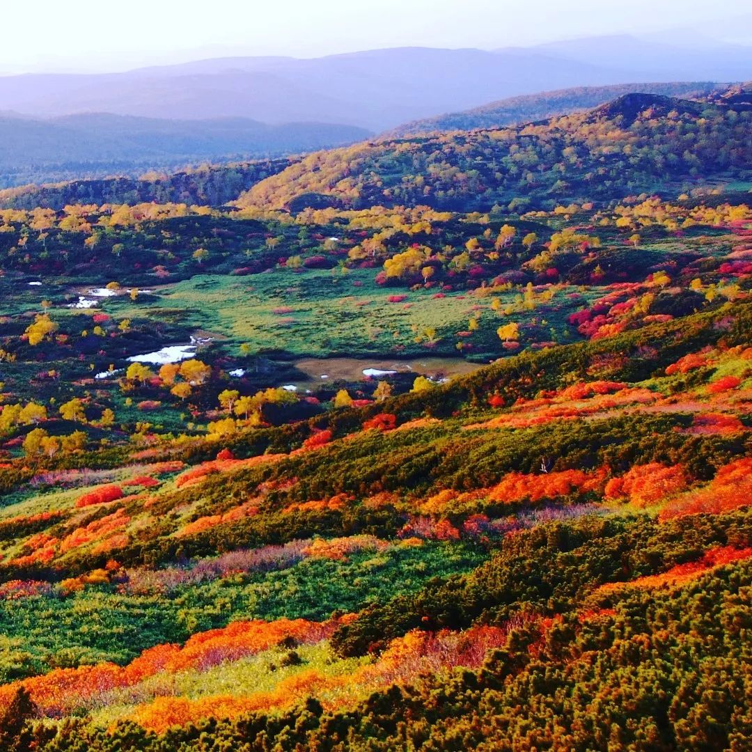 做个‘追枫少女’领略红叶之美！