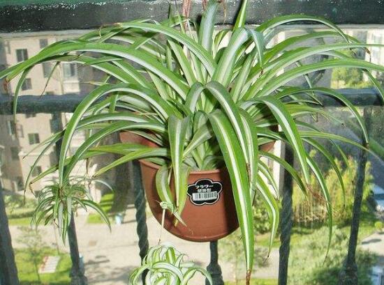 金边吊兰怎样修剪更茂盛,金边吊兰的修剪方法图解