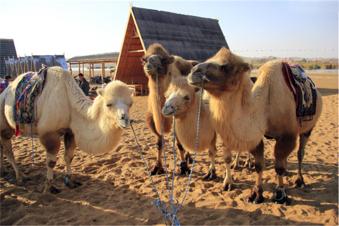 大象为什么不被其他动物吃掉,为什么食肉动物不吃大象