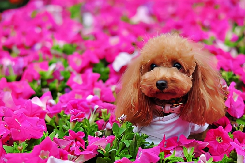 新手养哪种狗狗比较好小型犬,什么狗最好养又听话又粘人小型犬